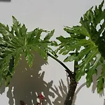 דירה Gorgona