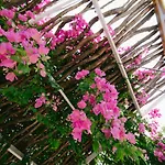 Gorgona פליראקי