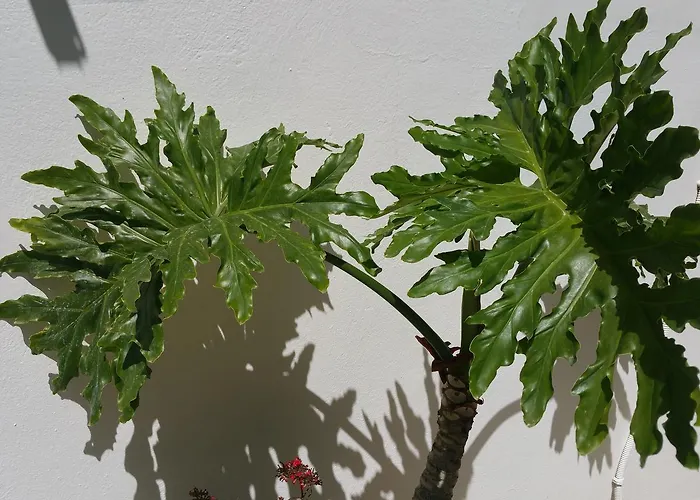 公寓 戈尔戈纳一室公寓