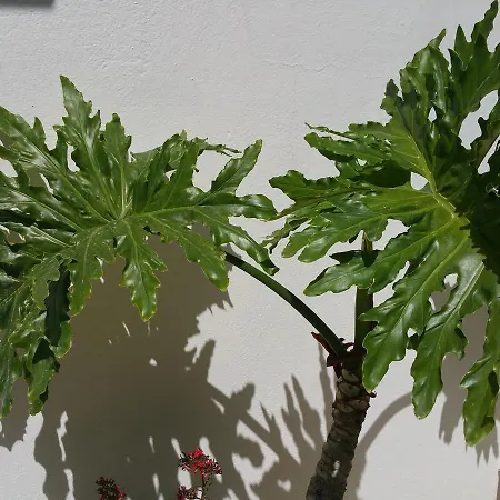 아파트 Gorgona